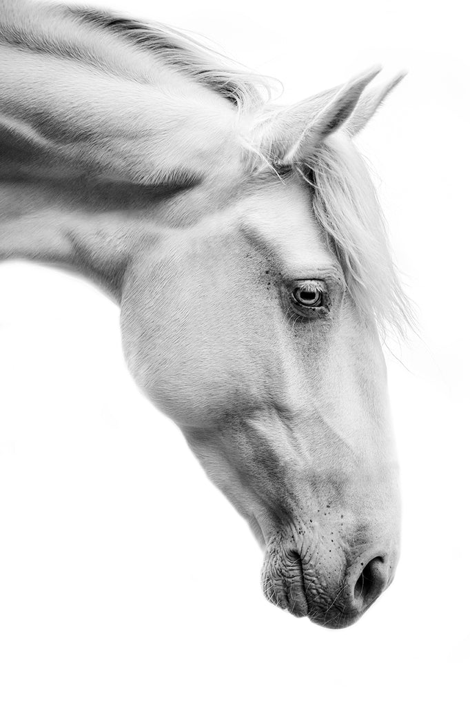 Fine Art Horse Photo