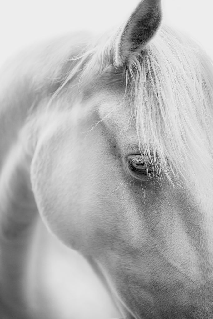 Fine Art horse photo