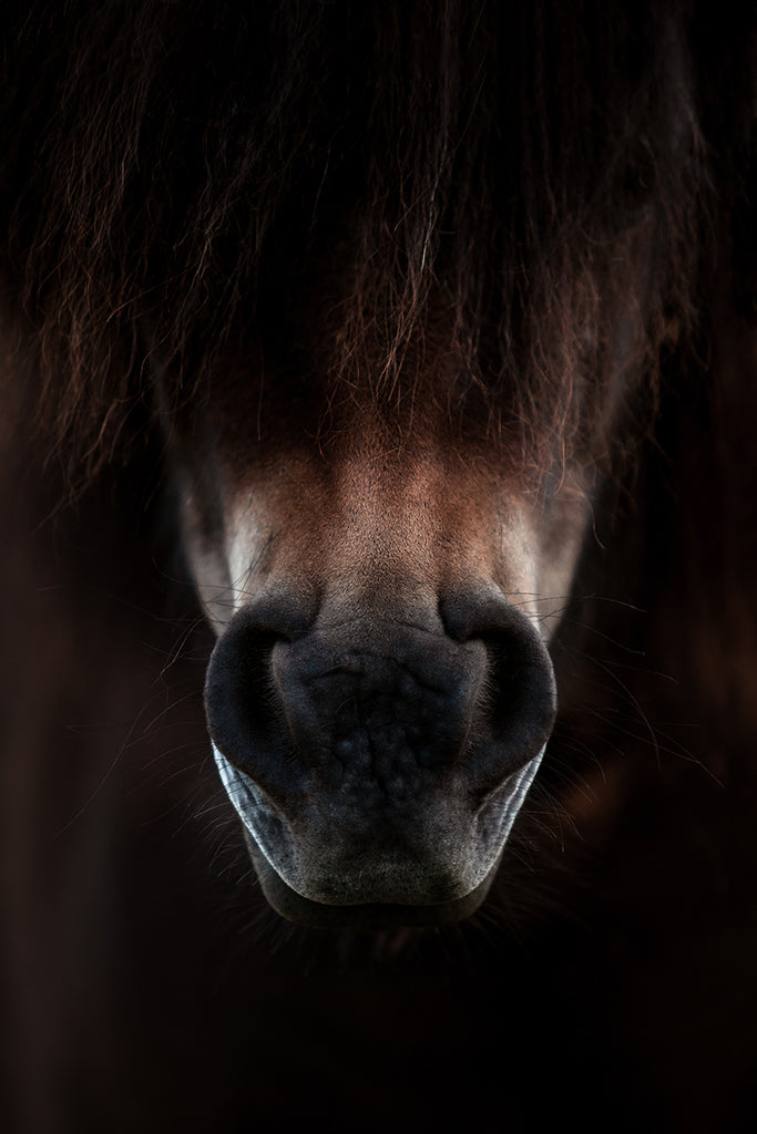 Horse nose photo