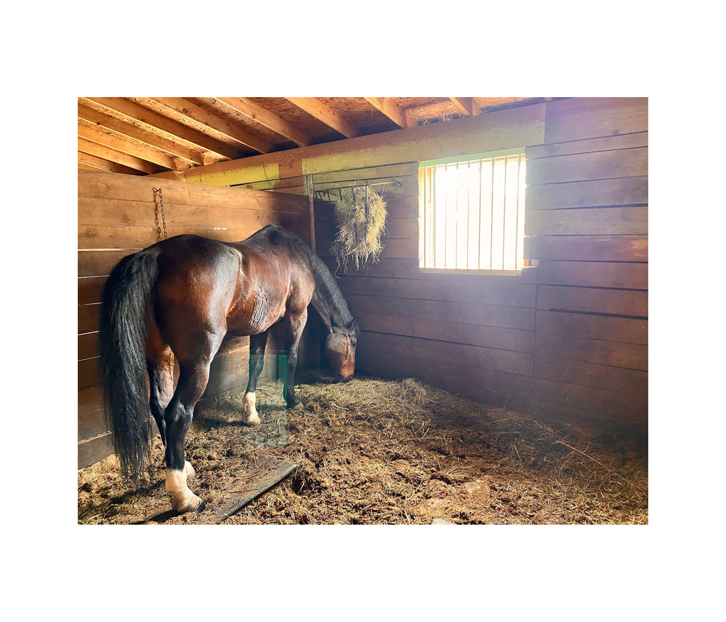 Horse in barn photograph